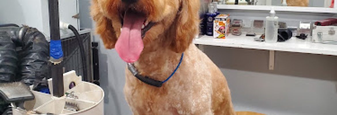 Magic Scissors Doggie Spa & Boutique