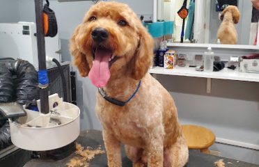 Magic Scissors Doggie Spa & Boutique