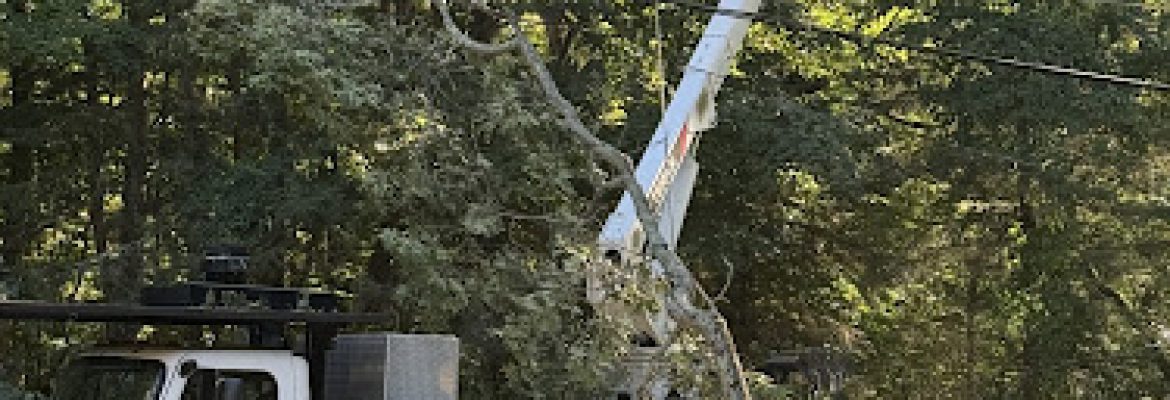Out on the Limb Tree Service, LLC