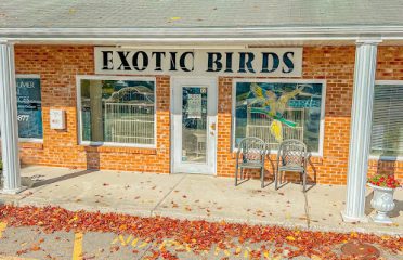 Exotic Birds By Windsong