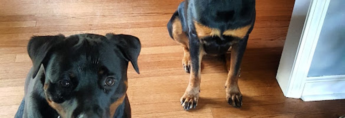 Coaching 4 paws