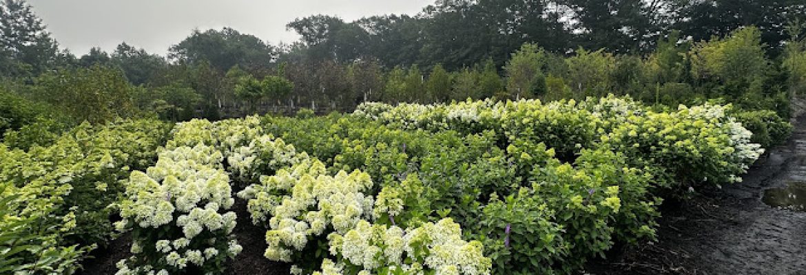 TLC Wholesale Nursery