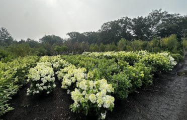 TLC Wholesale Nursery