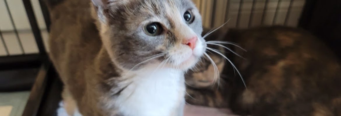 Whiskers Pet Rescue