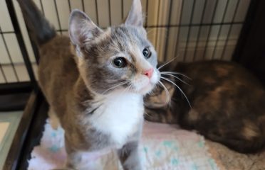 Whiskers Pet Rescue