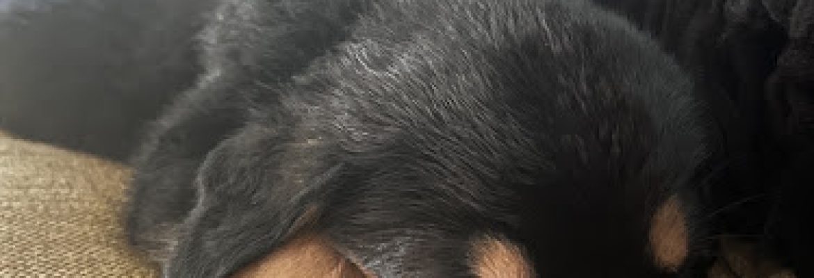 E&J ROTTWEILERS CITY