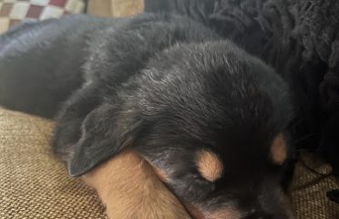 E&J ROTTWEILERS CITY