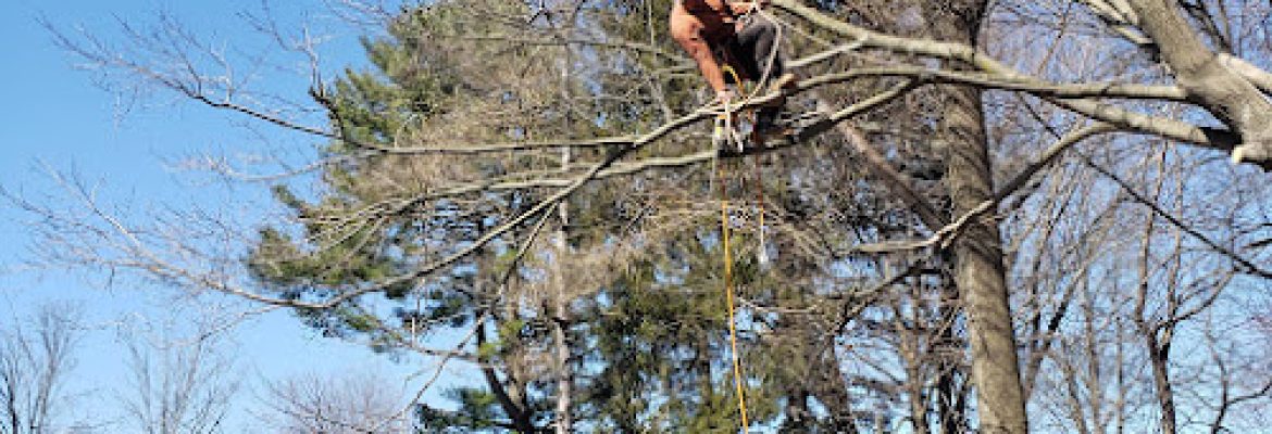 jayjo tree service llc