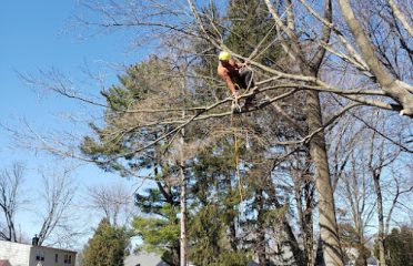 jayjo tree service llc