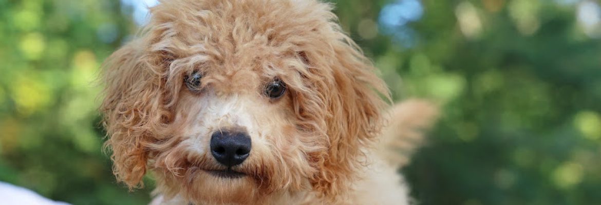 Connecticut Humane Society