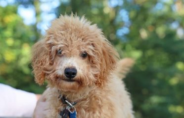Connecticut Humane Society