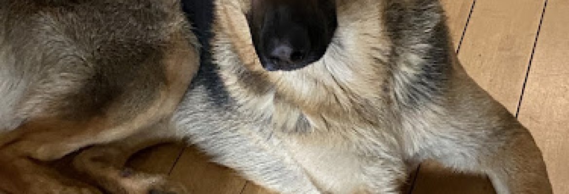 Core Vet Animal Hospital