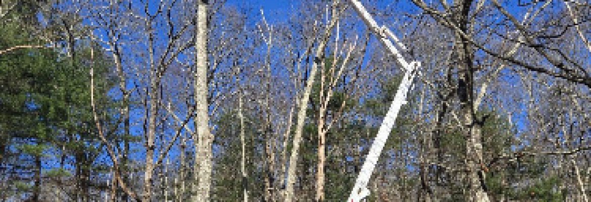 Macomber Tree and Garden LLC