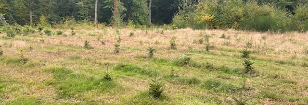 Corian Tree Farm LLC