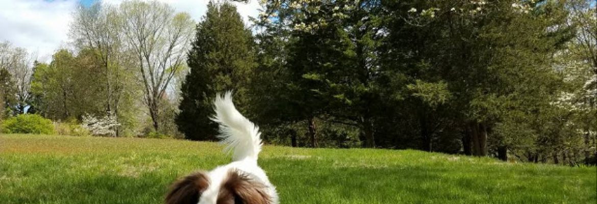 Greenfield Hill Dog Grooming