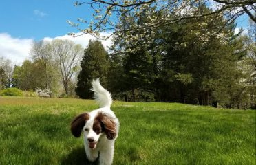 Greenfield Hill Dog Grooming