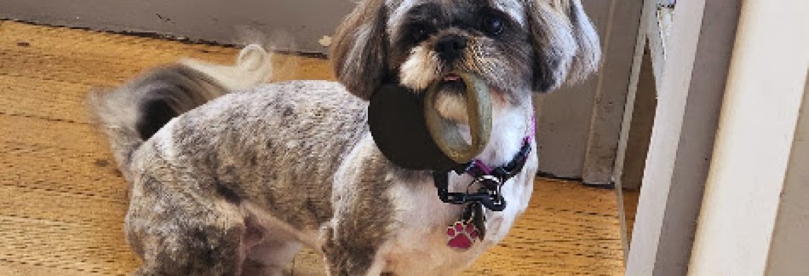 Holy Shih-Tzu LLC