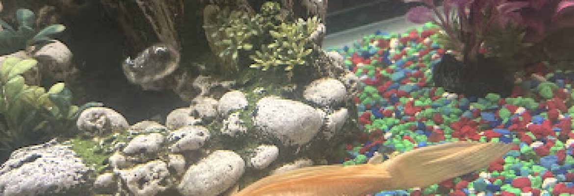 DANAQUA LIVE FISH