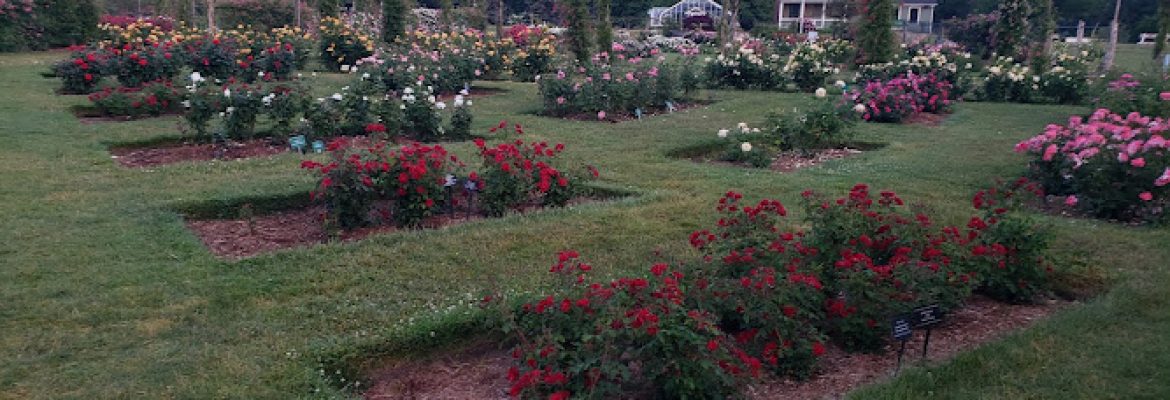 Elizabeth Park Rose Garden