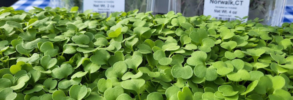 High Ridge Hydroponics Urban Farm
