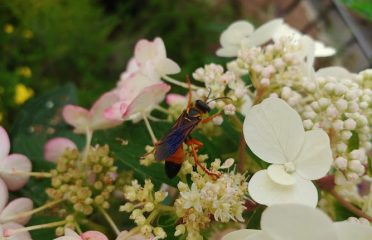 Dom’s Garden Center