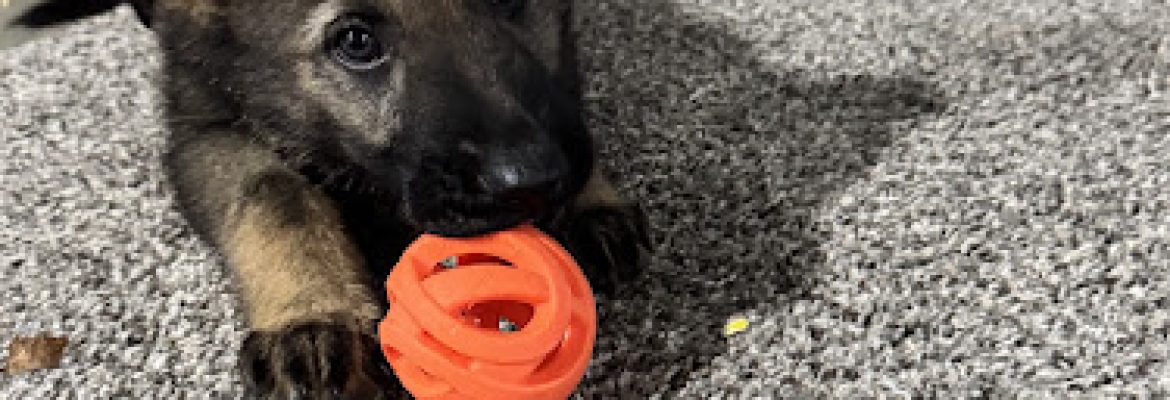Wertvoll German Shepherds