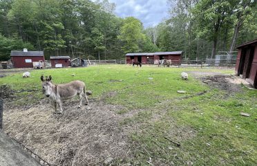 Bushy Hill Farm