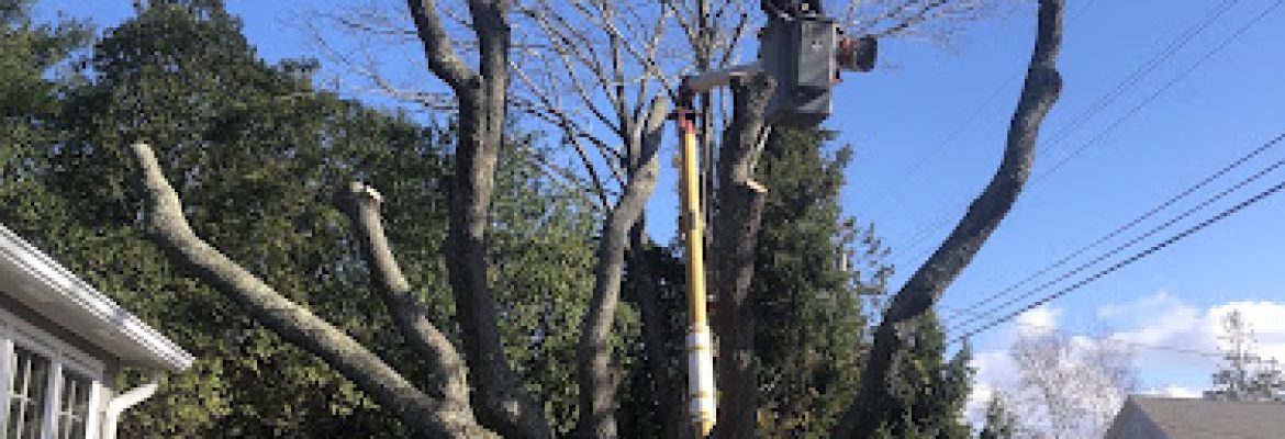 AFFORDABLE TREE LLC – Mystic, CT formerly Affordable Tree Service