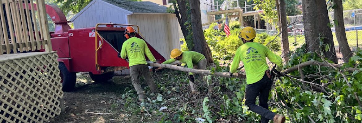 ALX Tree Service