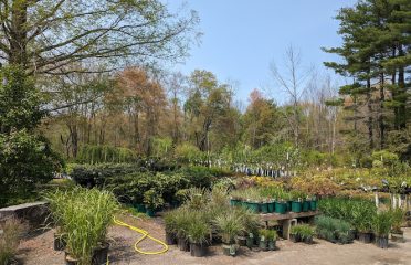 Litchfield Hills Nursery Inc