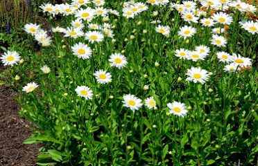 Lavender Pond Farm
