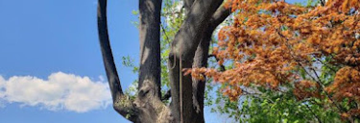 Andrew’s Arboriculture