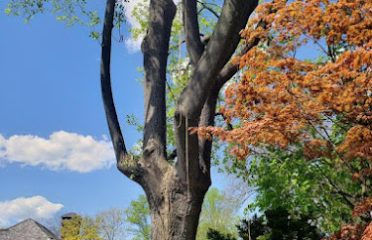 Andrew’s Arboriculture