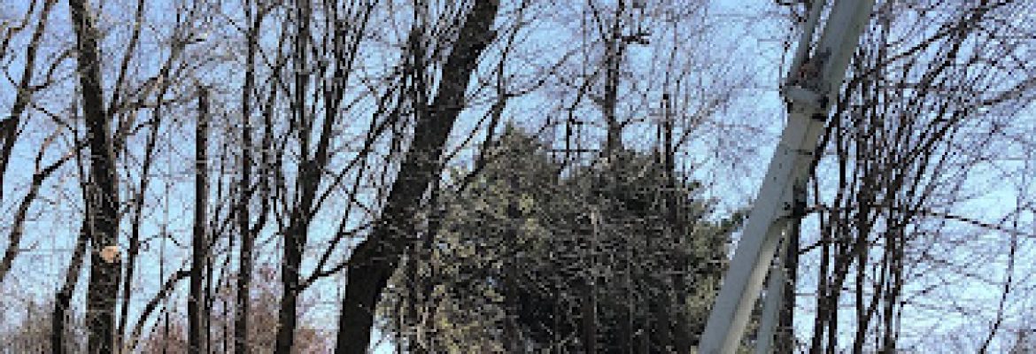 The Magnolia Tree Services LLC