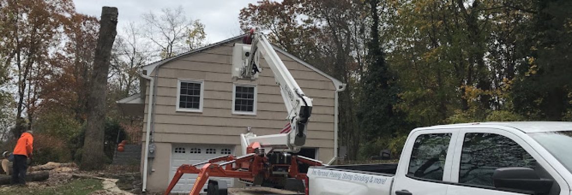 T and D Tree Service