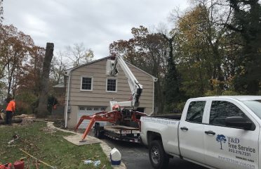 T and D Tree Service