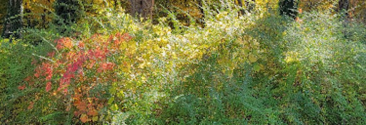 Salisbury Garden Center and Landscaping