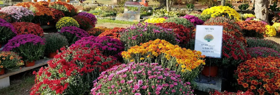 Edmondson’s Farm & Nursery