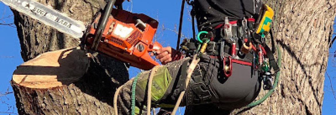 Tree Service of Stamford