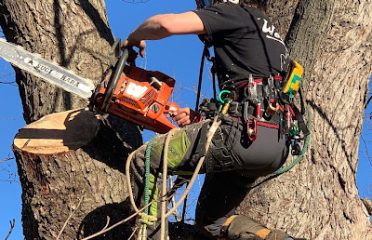 Tree Service of Stamford