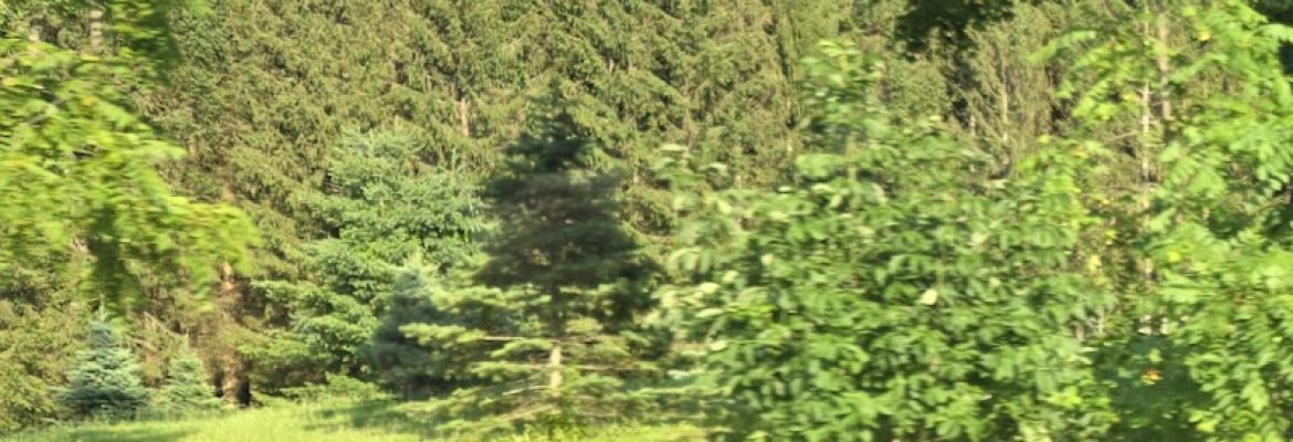 Bob’s Tree Farm