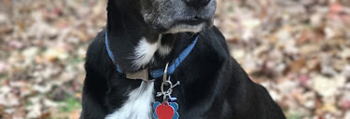 Shelton Veterinary Center LLC