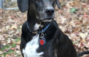 Shelton Veterinary Center LLC