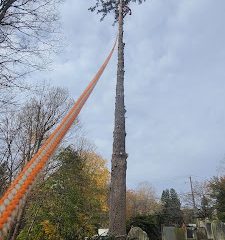 ROOF AND TREE SERVICE