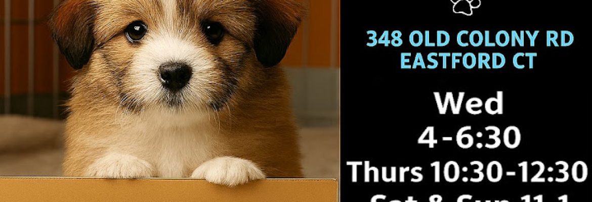 PawSafe Animal Rescue (Eastford)