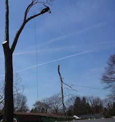 Preservation Plus Tree Removal