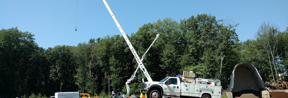 Distinctive Tree Care