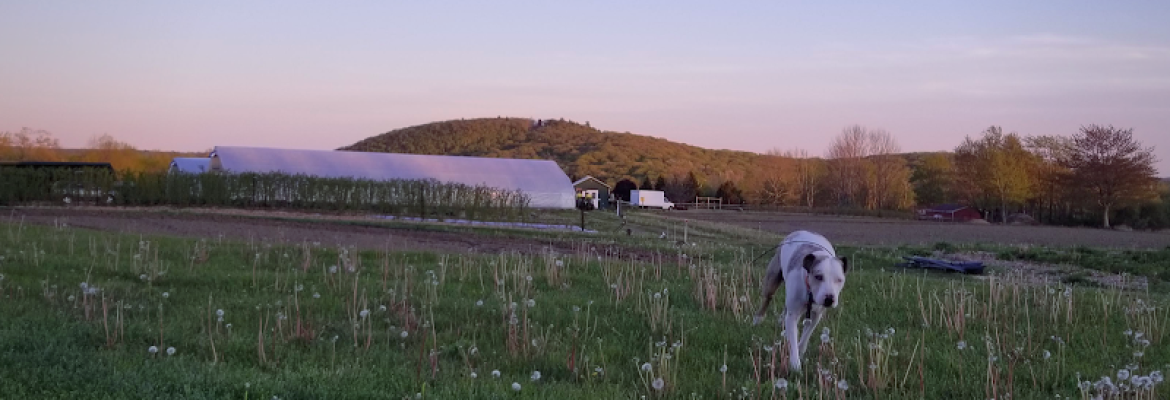Vibrant Farm