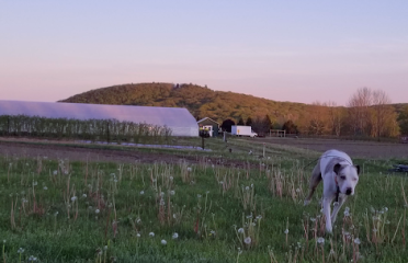 Vibrant Farm