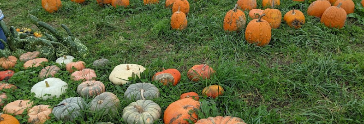 Hidden Acres Corn Maze